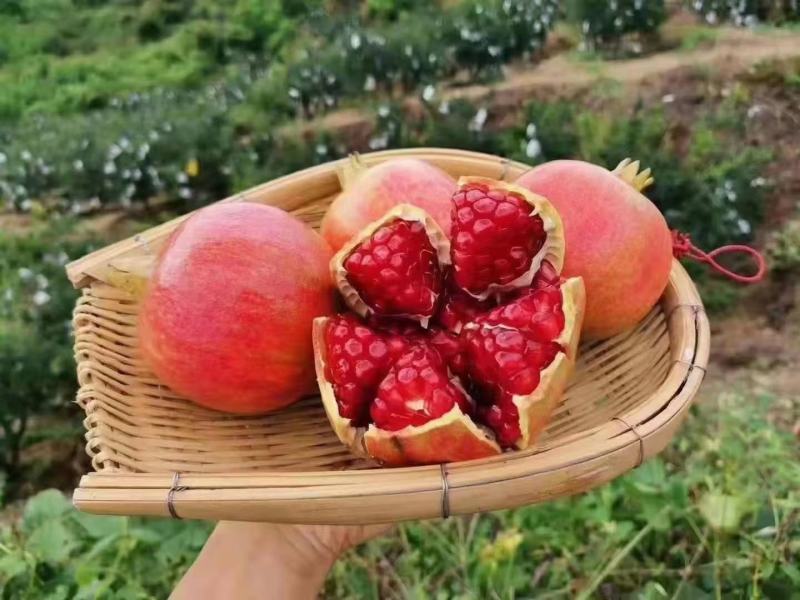 会理突尼斯软籽石榴