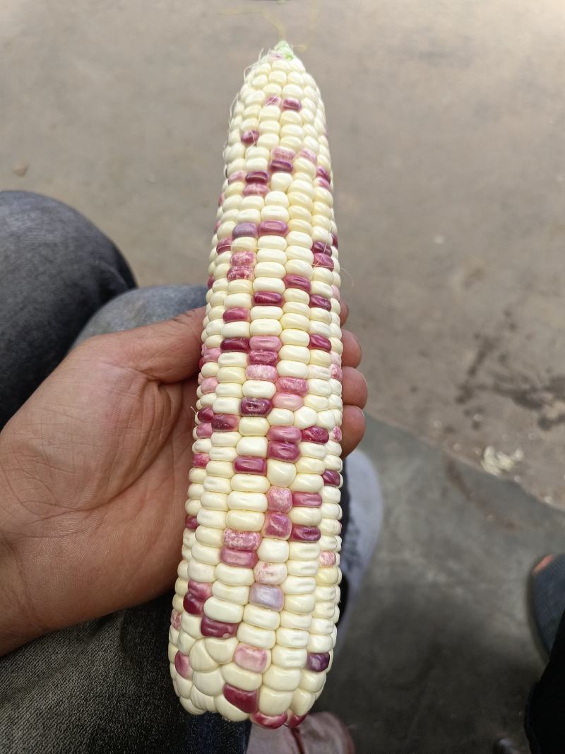 甘肃兰州水果玉米