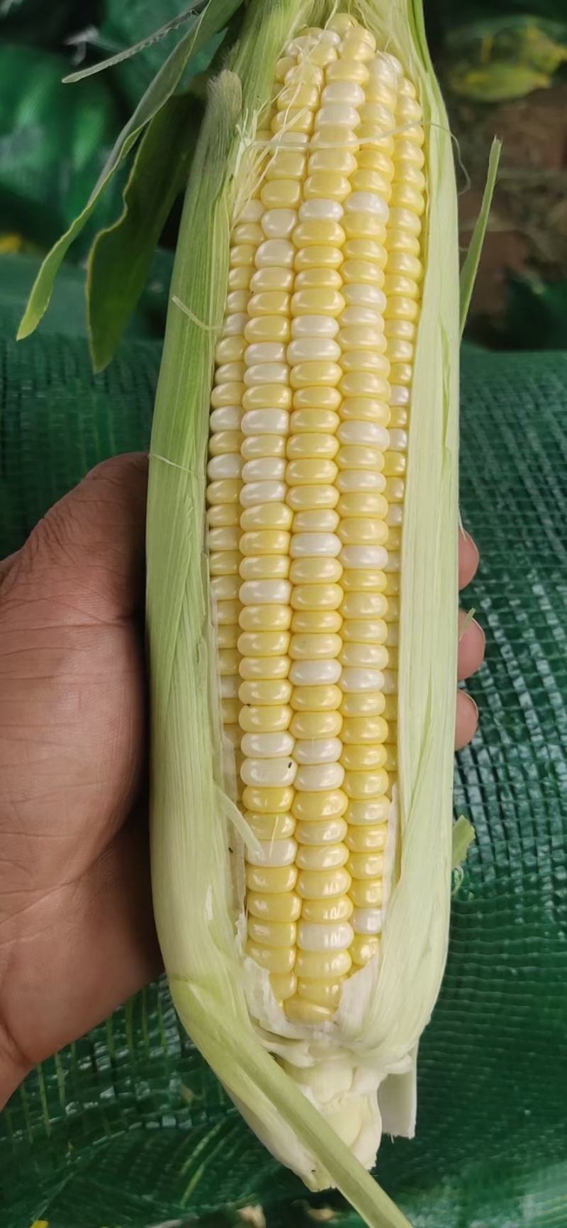 甘肃兰州水果玉米