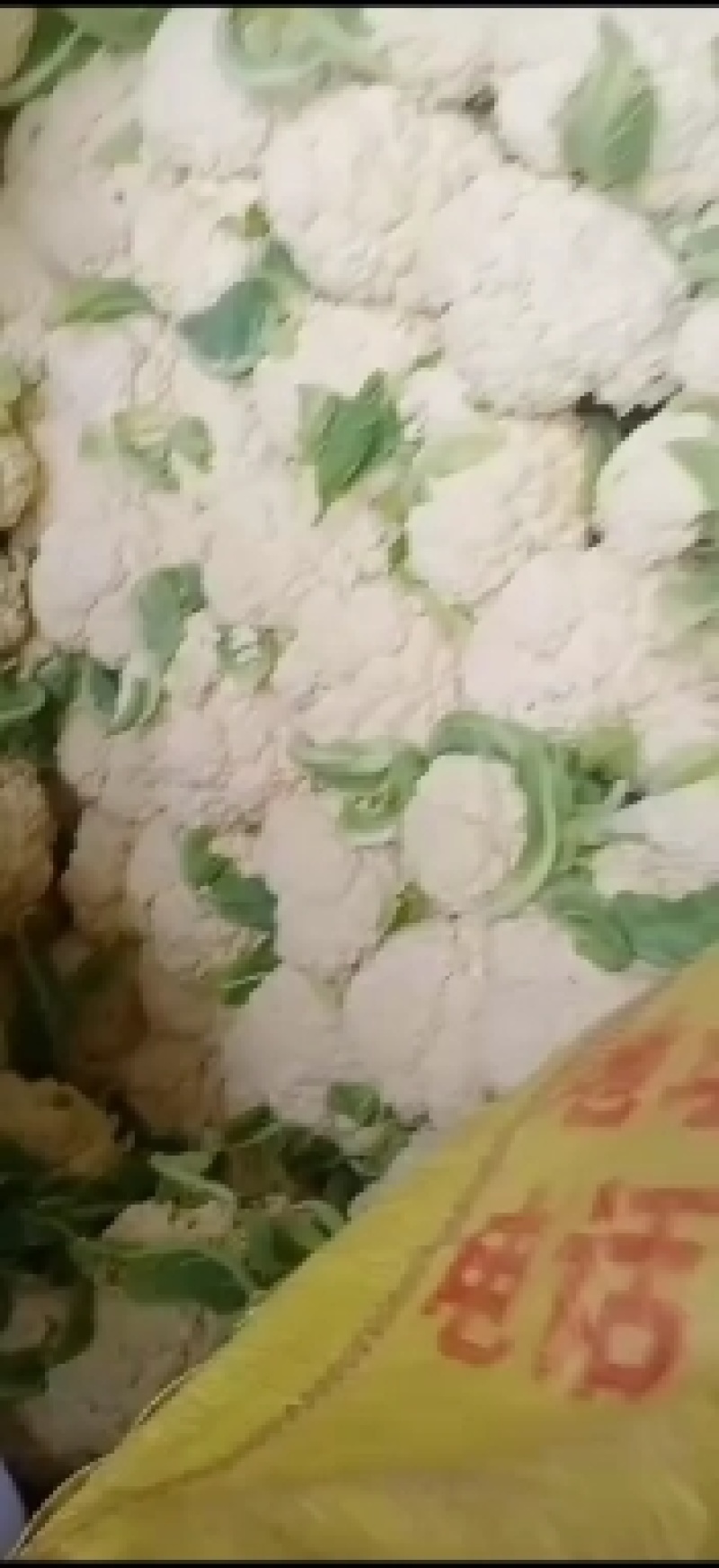 甘肃高原花菜，常年代收代发一条龙服务！保质保量，诚信服务