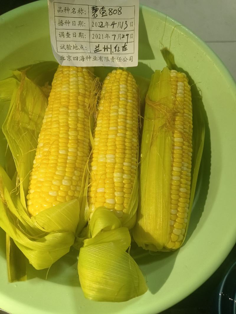 甘肃高原花菜，常年代收代发一条龙服务！保质保量，诚信服务