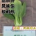 华丽9号青梗菜：株型直立优美、品质好风味佳，较耐热