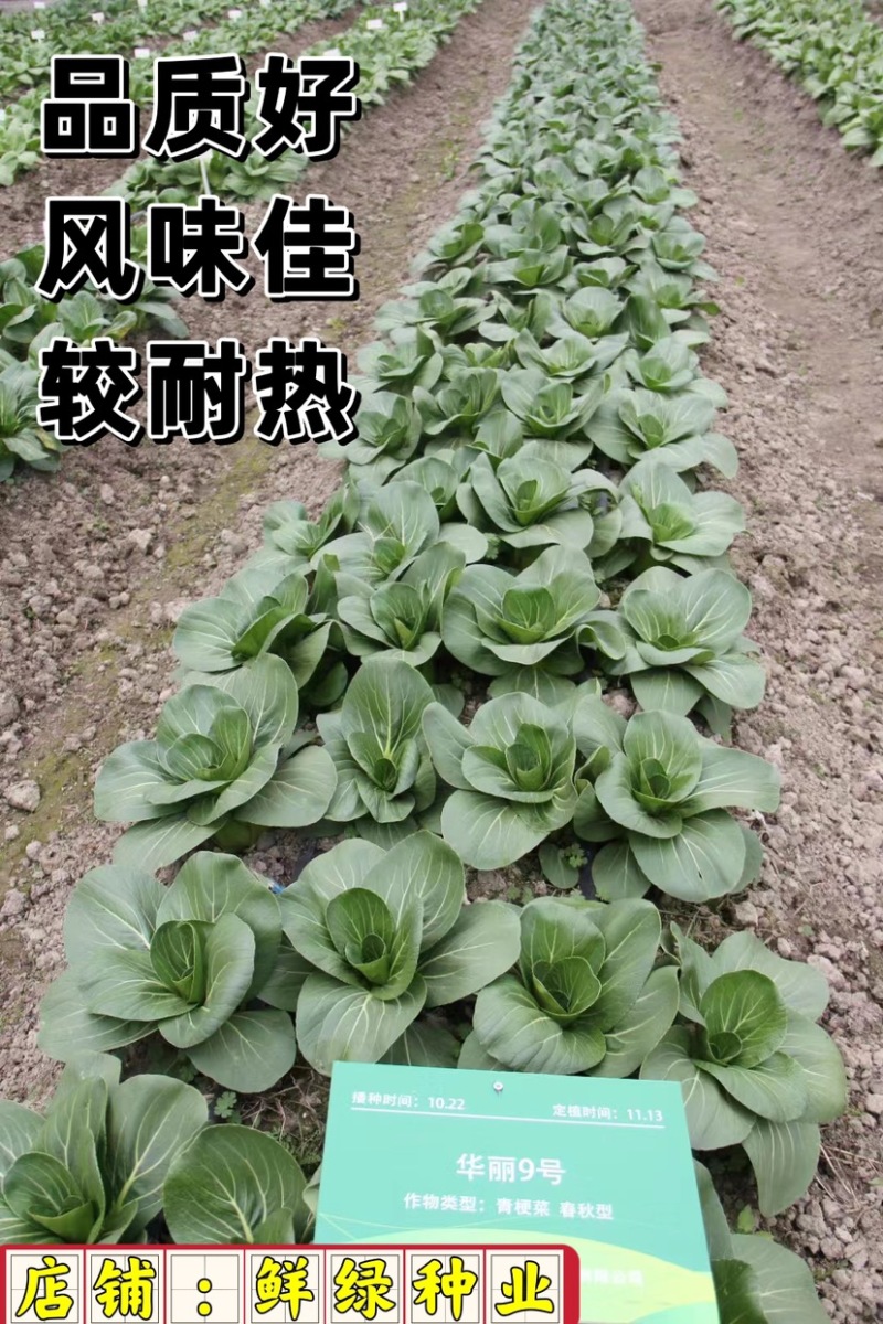 华丽9号青梗菜：株型直立优美、品质好风味佳，较耐热