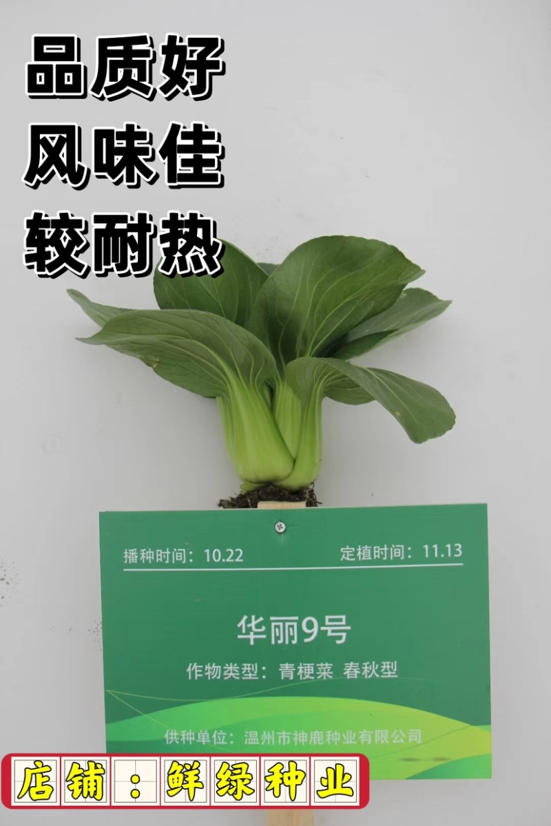华丽9号青梗菜：株型直立优美、品质好风味佳，较耐热