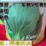 华丽9号青梗菜：株型直立优美、品质好风味佳，较耐热