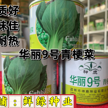 华丽9号青梗菜：株型直立优美、品质好风味佳，较耐热