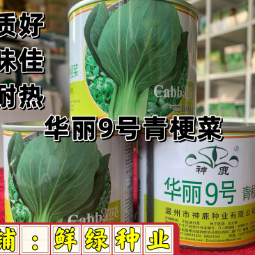 华丽9号青梗菜：株型直立优美、品质好风味佳，较耐热
