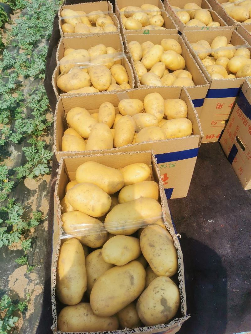 沙地土豆，黄皮黄肉土豆原产地直发土豆大量供应中