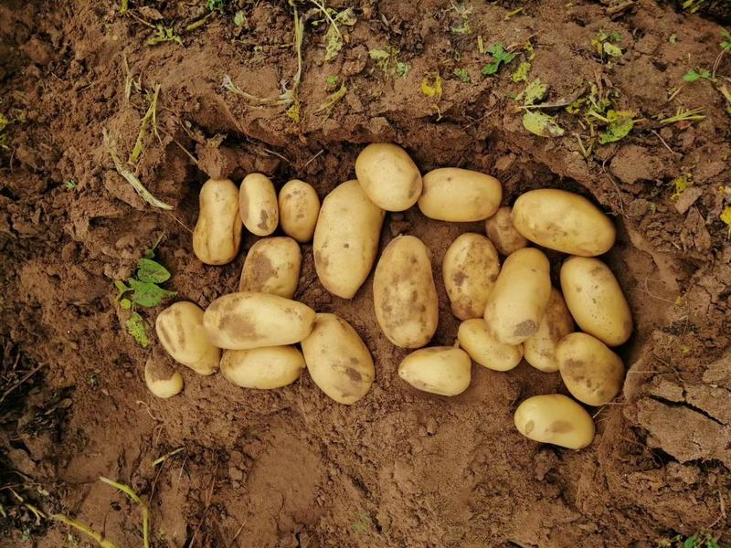 沙地土豆，黄皮黄肉土豆原产地直发土豆大量供应中