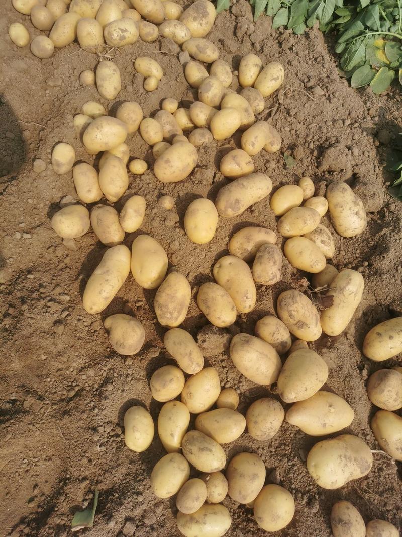 沙地土豆，黄皮黄肉土豆原产地直发土豆大量供应中