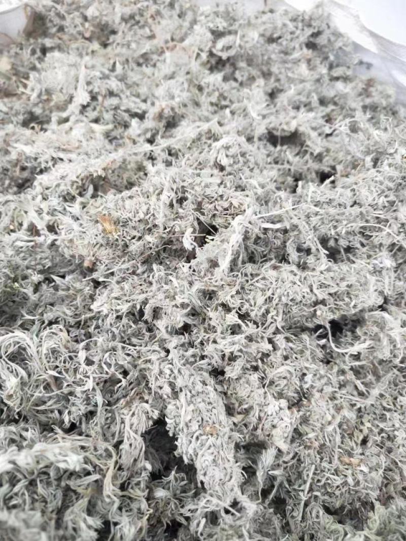 茵陈（前期货）大量出货，量大从优，欢迎采购商前来洽谈合作