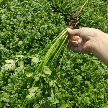 基地直供香菜