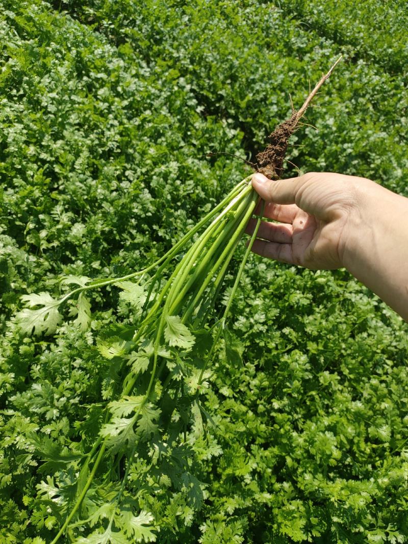 基地直供香菜