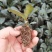 花金刚，花叶金刚榕，坦尼克穴盘苗