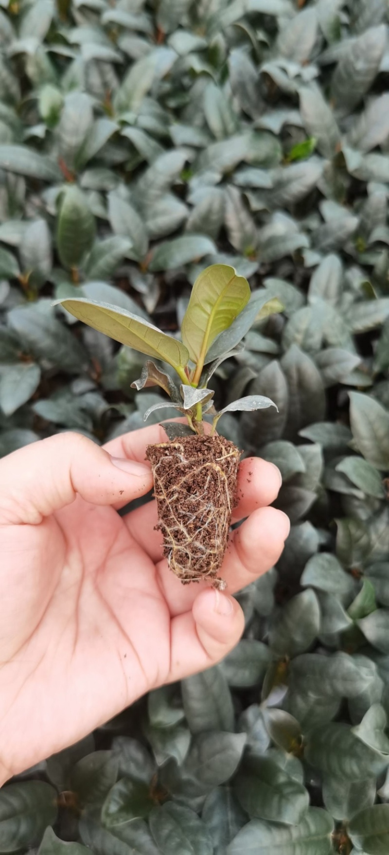 花金刚，花叶金刚榕，坦尼克穴盘苗