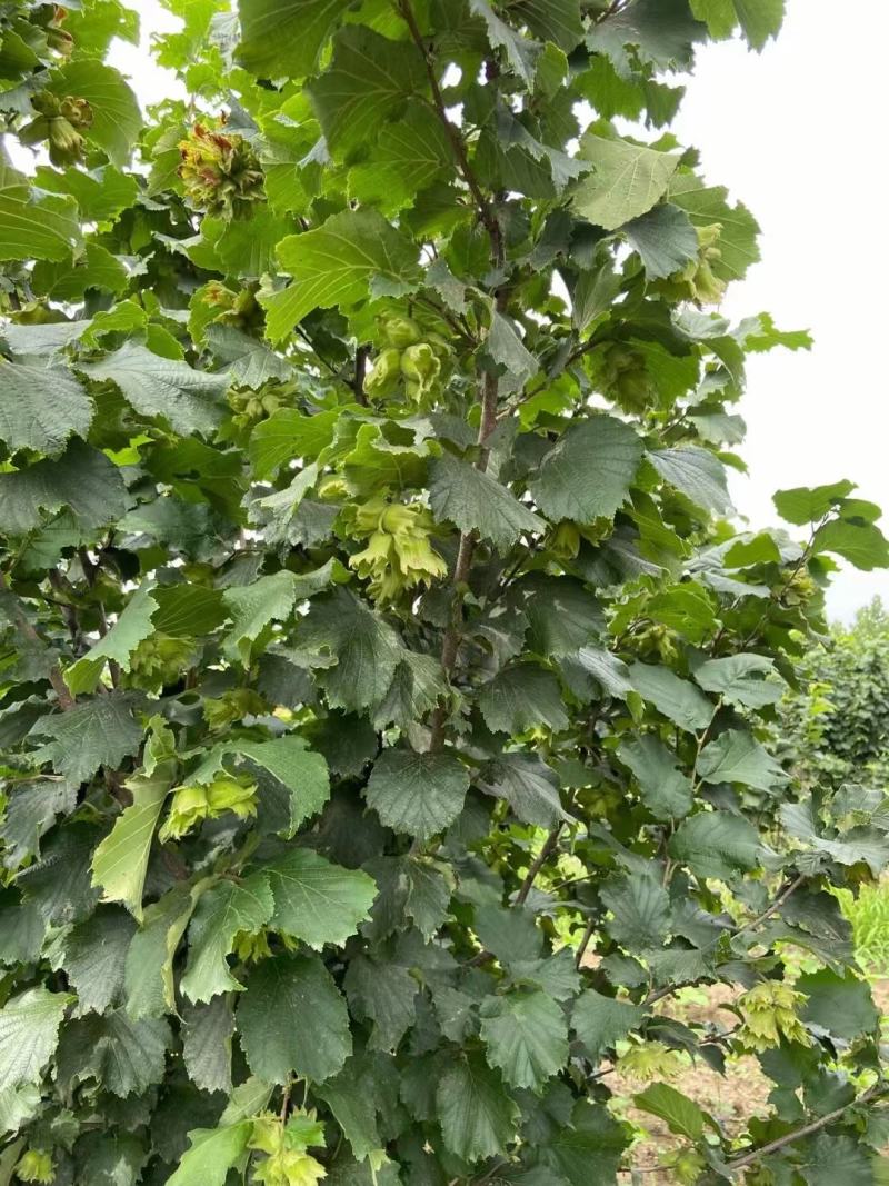 玉坠，110大量出售
