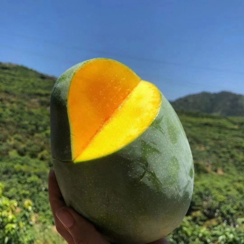 攀枝花凯特芒果，质量保证，货源充足，量大从优