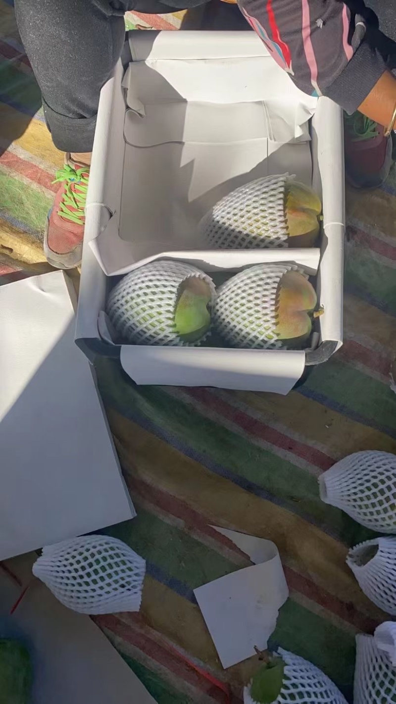 攀枝花凯特芒果，质量保证，货源充足，量大从优