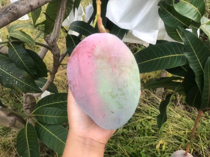 攀枝花凯特芒果，质量保证，货源充足，量大从优