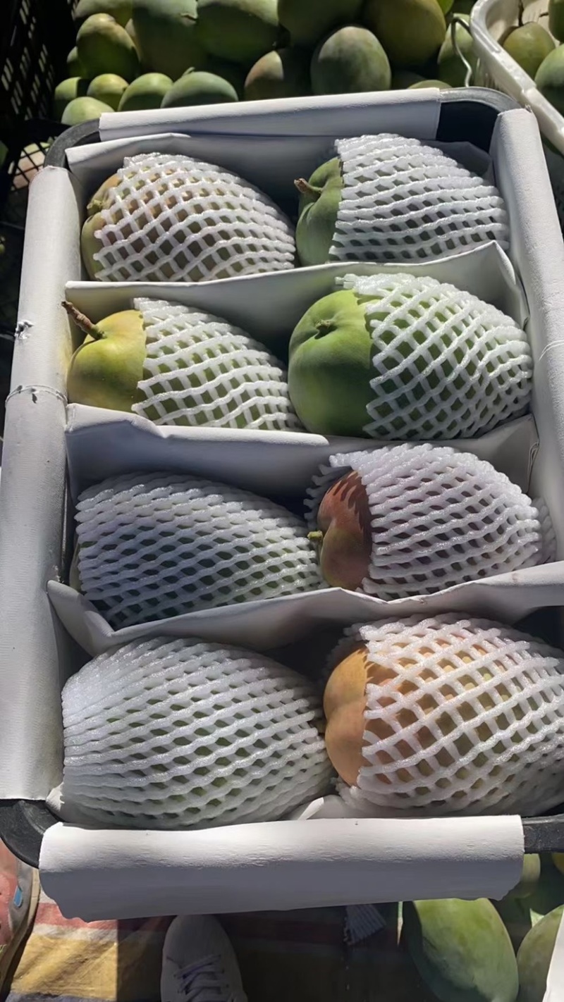 攀枝花凯特芒果，质量保证，货源充足，量大从优