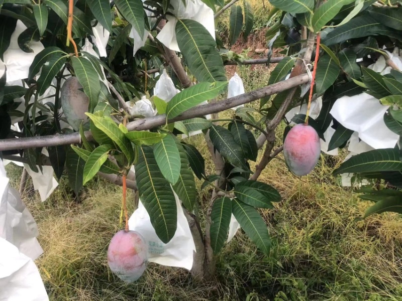 攀枝花凯特芒果，质量保证，货源充足，量大从优