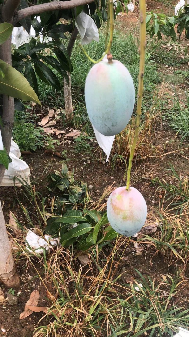 攀枝花凯特芒果，质量保证，货源充足，量大从优