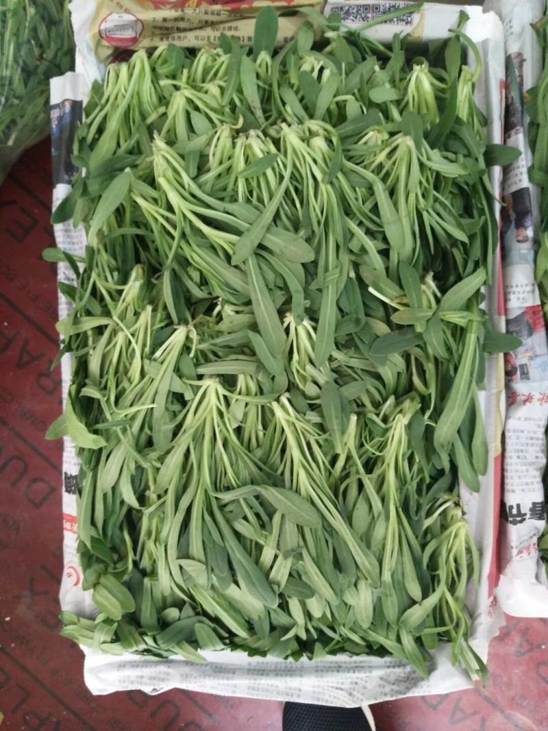 面条菜，基地直供，常年批发价，货发全国菇扎头
