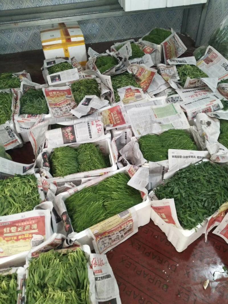 面条菜，基地直供，常年批发价，货发全国菇扎头