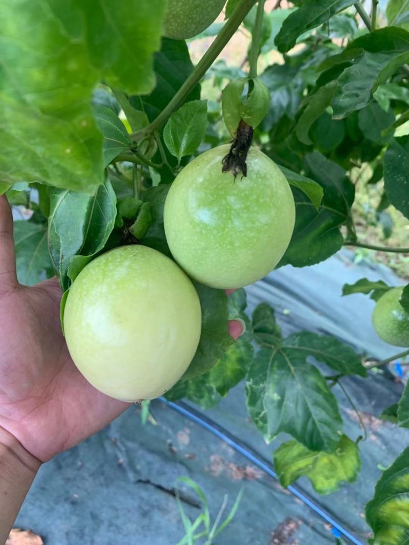 云南高原百香果