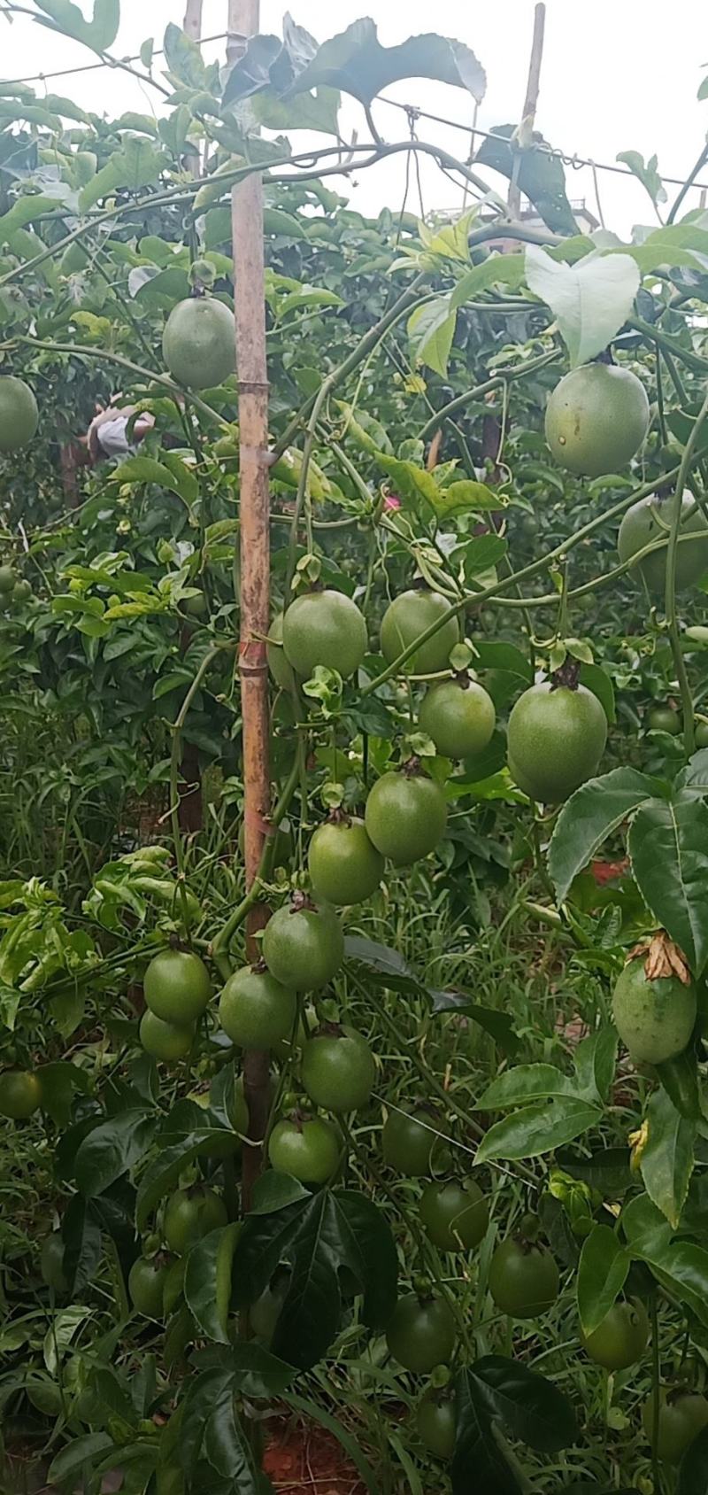 云南高原百香果