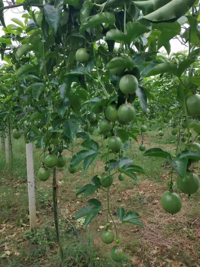 云南高原百香果