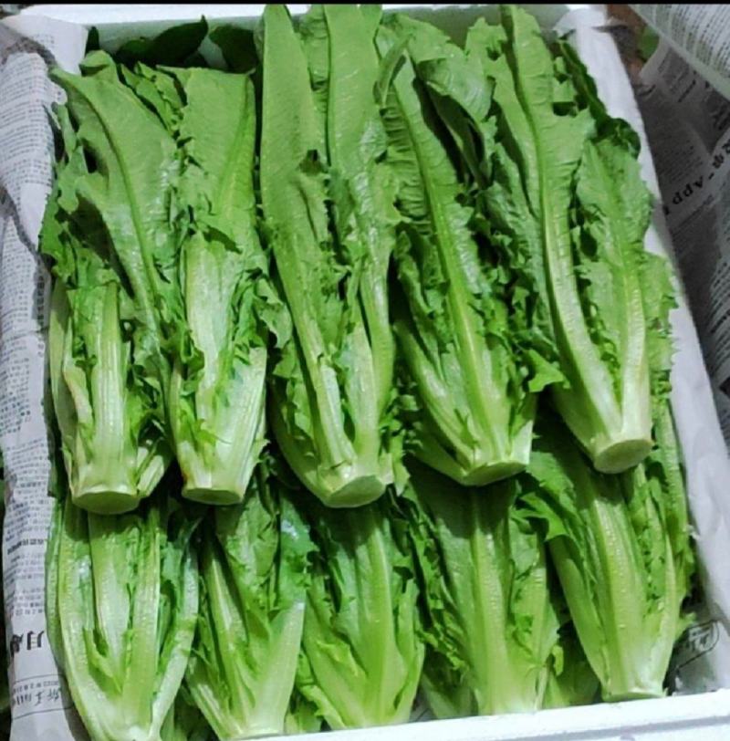 专业代办，品种齐