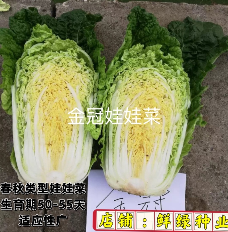 春秋类型娃娃菜适应性广叶球直筒型单球重0.4-0.8KG