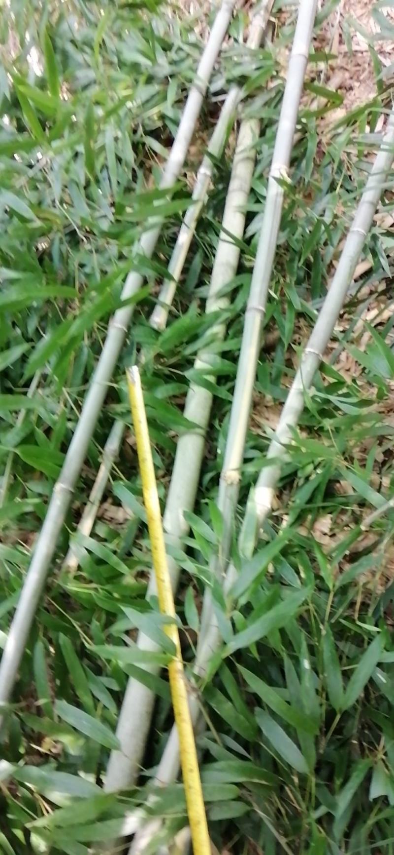 江西彭泽，优质竹竿，3一6米，坚韧，结实，有弹性。