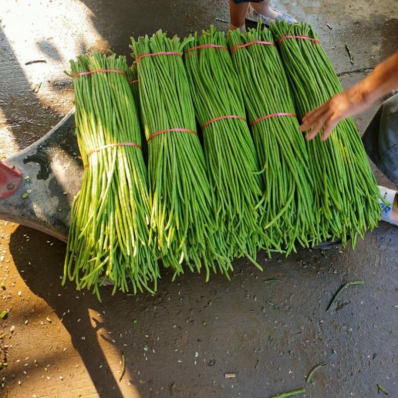 山东青条豆角，精品长豆角，泡水加冰一条龙，代发全国