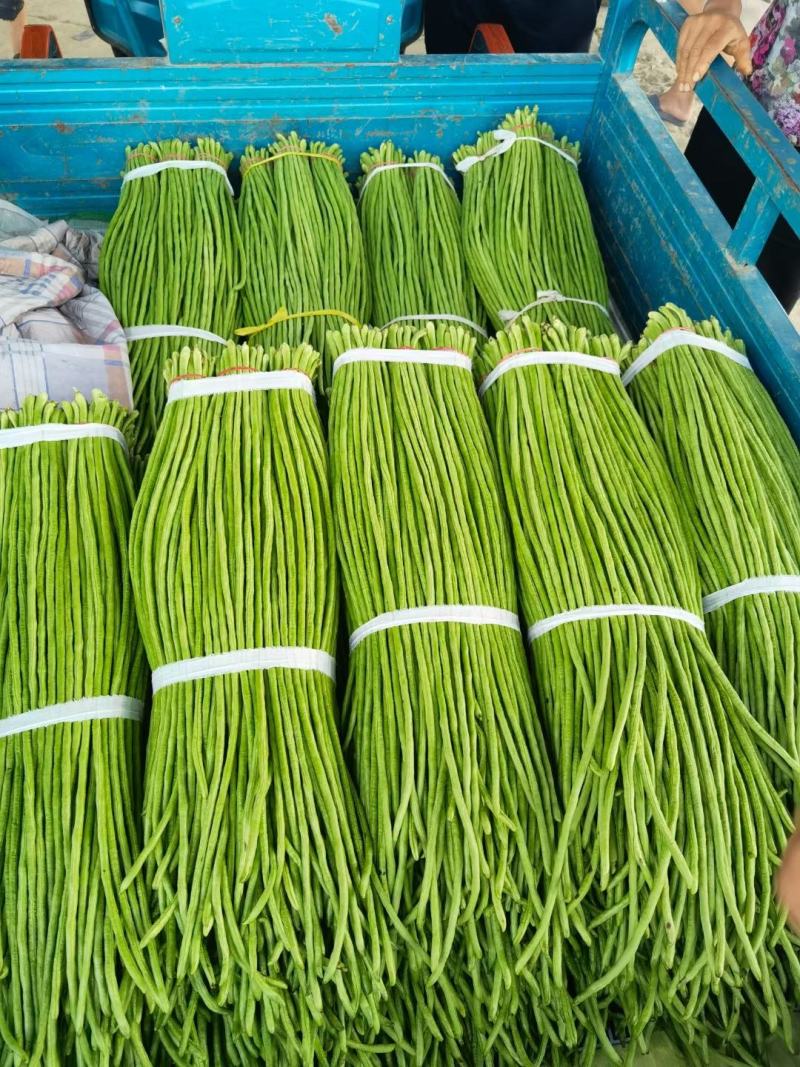山东青条豆角，精品长豆角，泡水加冰一条龙，代发全国