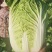 【精品】优选黄心大白菜大白菜基地直供品质保证全国发货