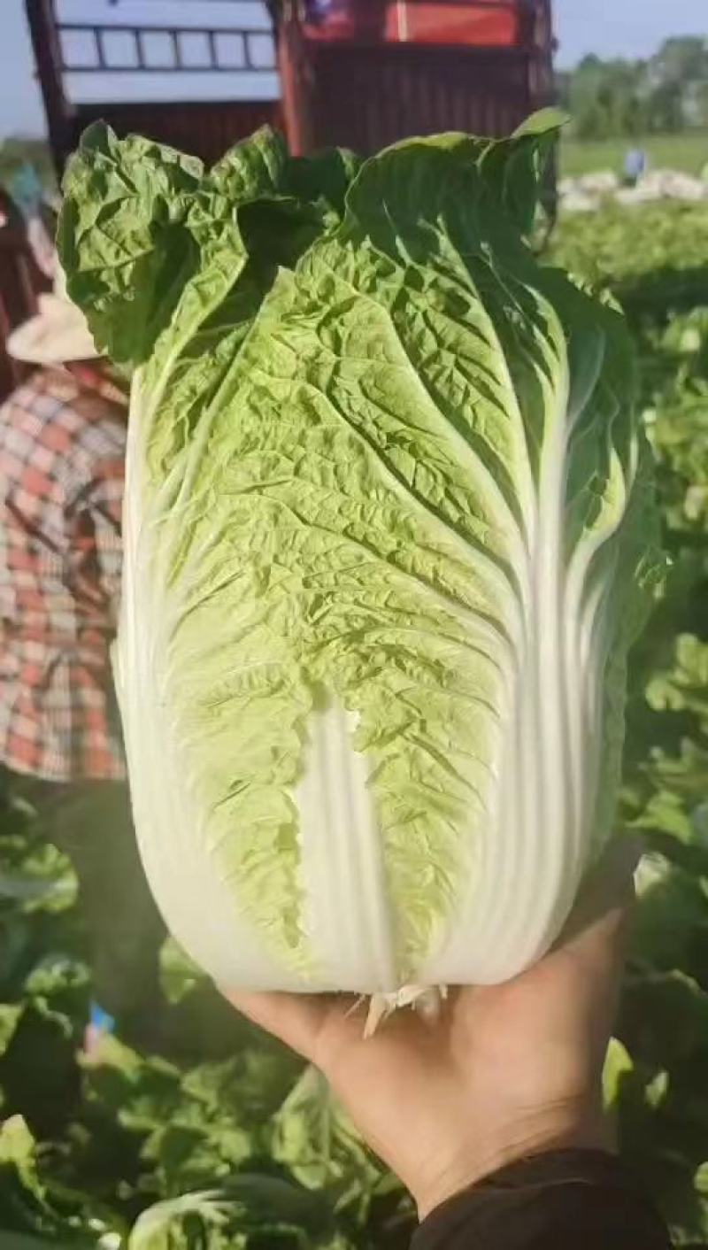 【精品】优选黄心大白菜大白菜基地直供品质保证全国发货