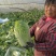 【精品】优选黄心大白菜大白菜基地直供品质保证全国发货