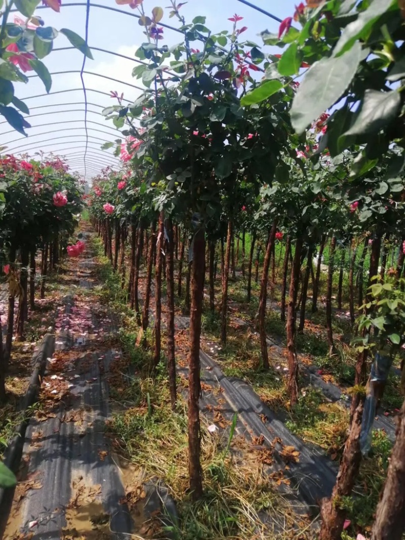 月季树状月季树桩月季棒棒糖月季自家苗圃基地一手货源