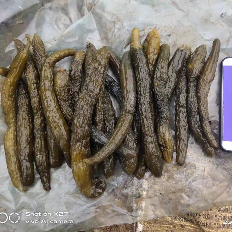 半成品黄瓜，小瓜，中瓜大瓜，发酵黄瓜，腌制半成品