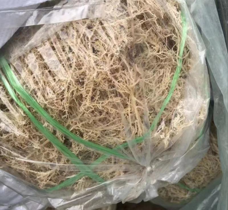 龙须菜，龙须菜，产地发货，一件代发，欢迎进店联系