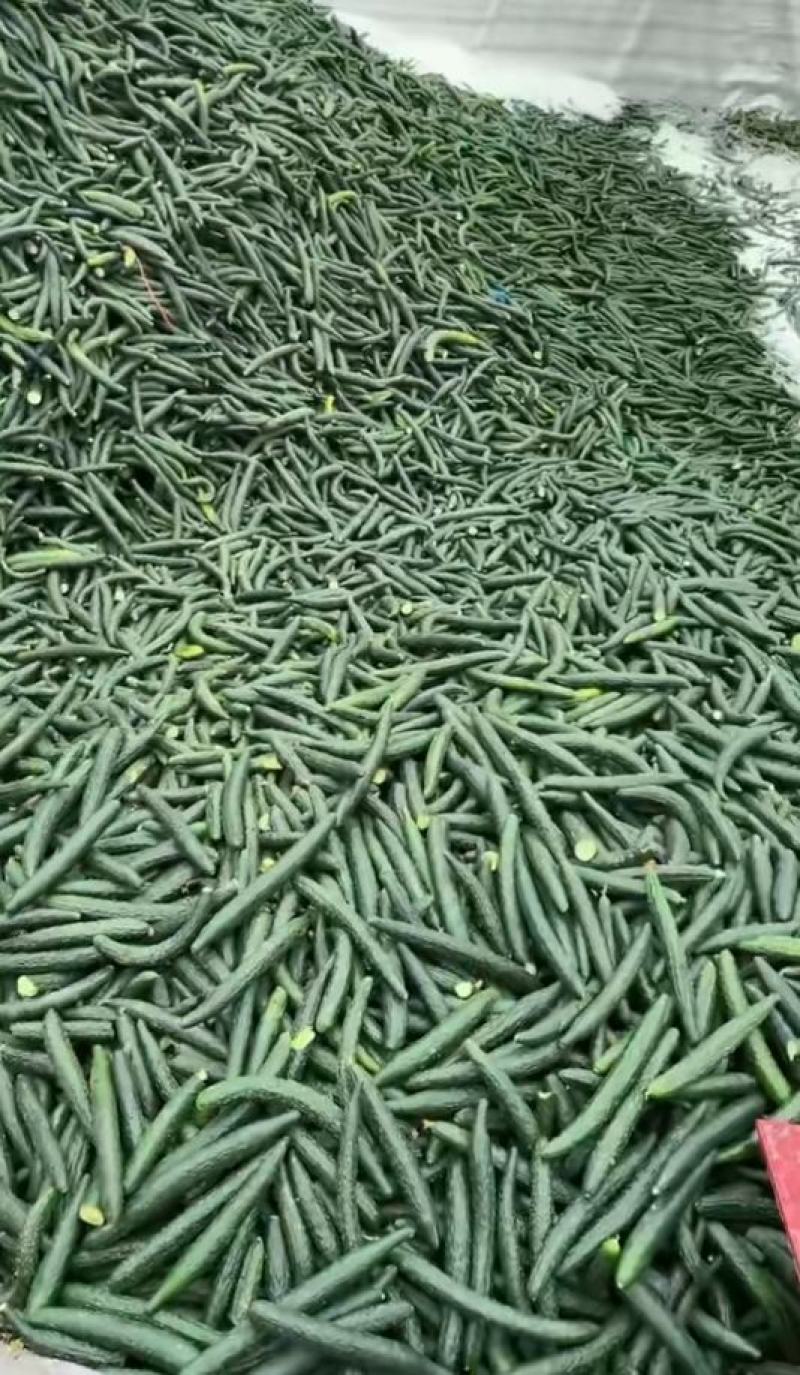 半成品黄瓜，小瓜，中瓜大瓜，发酵黄瓜，腌制半成品