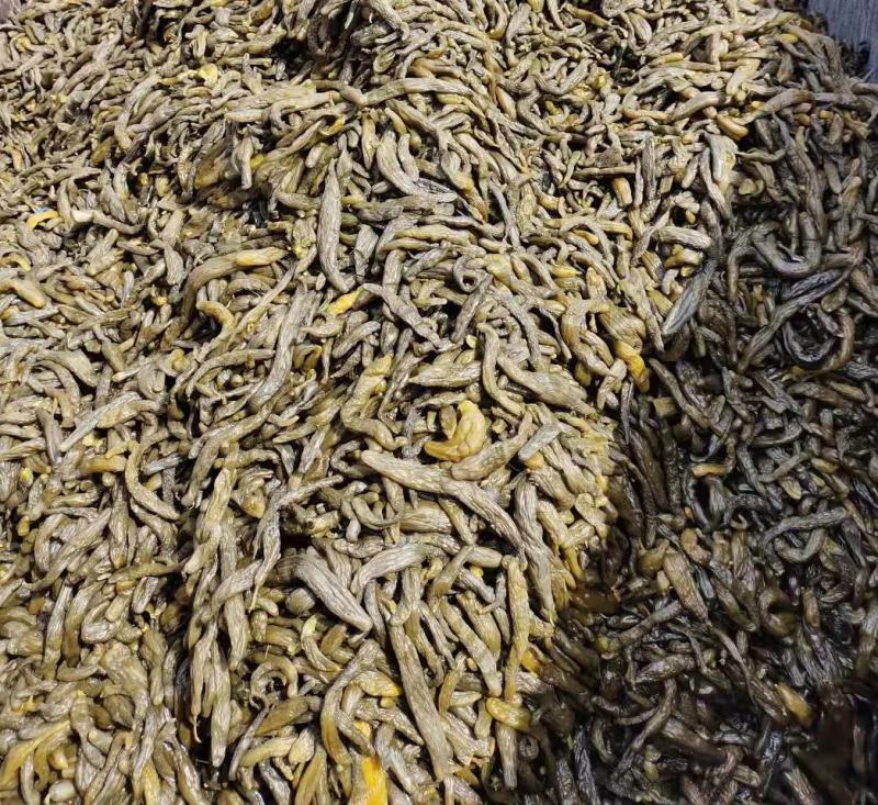 半成品黄瓜，小瓜，中瓜大瓜，发酵黄瓜，腌制半成品
