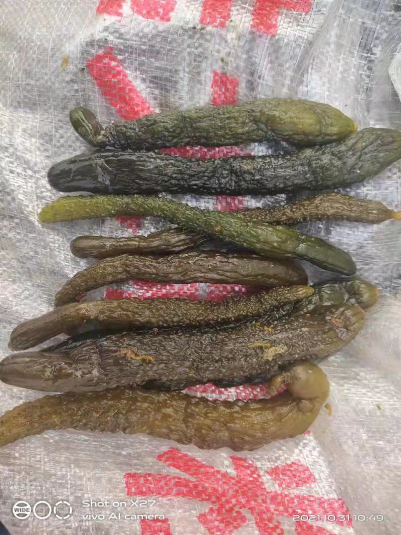 半成品黄瓜，小瓜，中瓜大瓜，发酵黄瓜，腌制半成品