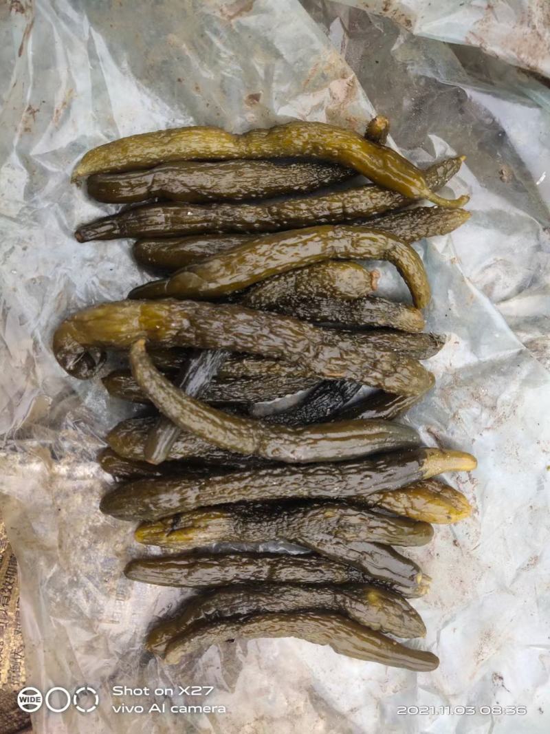 半成品黄瓜，小瓜，中瓜大瓜，发酵黄瓜，腌制半成品