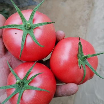 陕北高原西红柿光照时间长，色美形好，皮薄汁多味道美。