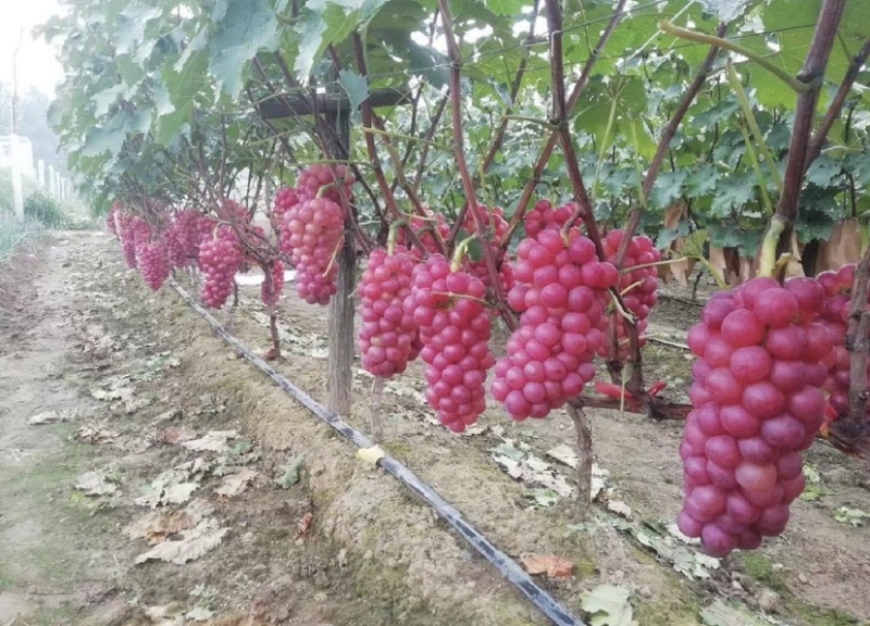 水晶巨峰葡萄