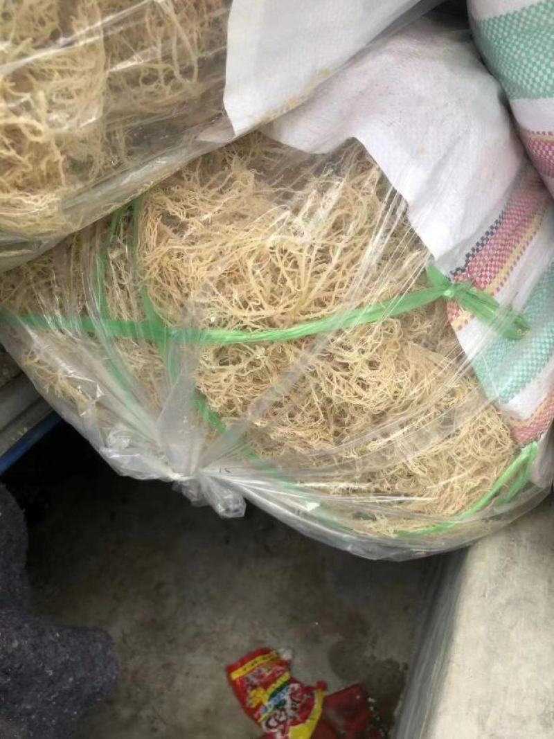 龙须菜，产地发货，质量保证，全国发货，对接大型批发商
