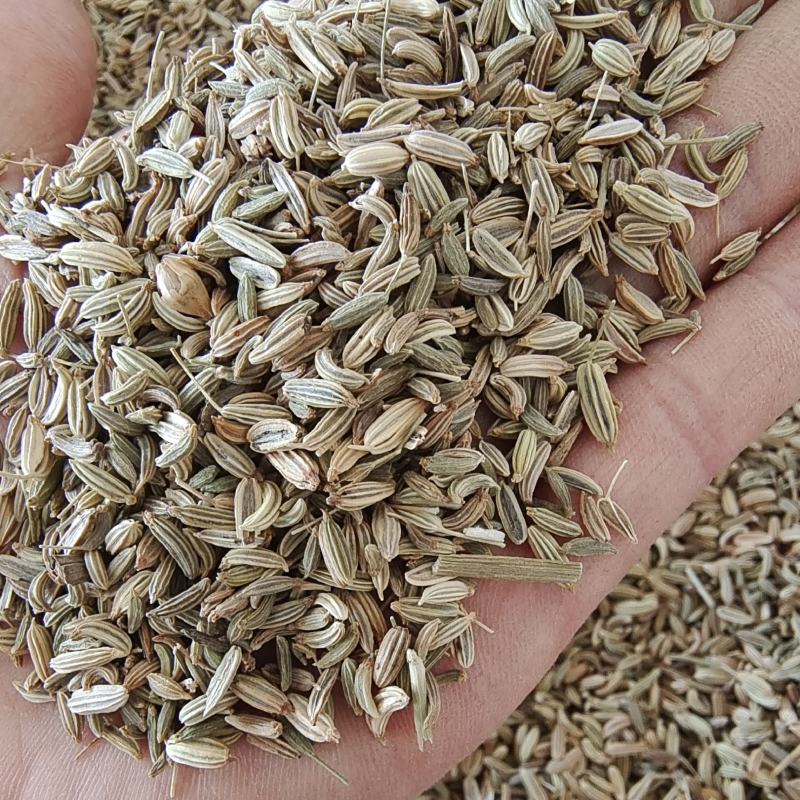 小茴香茴香新货上市产地广西地道药材紫轩堂药业